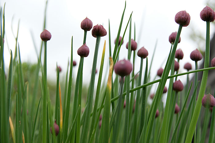 Flora-Roos-uienbol