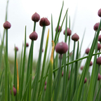 Flora-Roos-uienbol