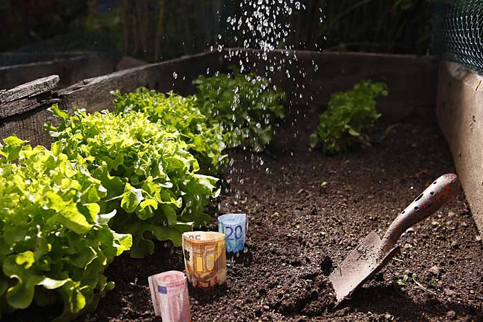 Marina-geld-planten