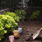 Marina-geld-planten