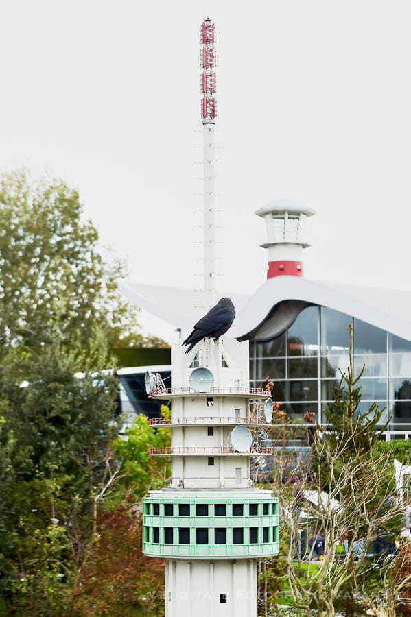 Ayan hele grote vogel of kleine mast.jpg