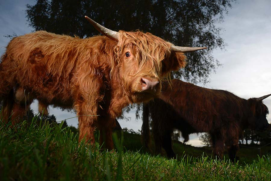 Femke-geflitste-highlander.jpg