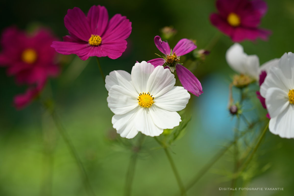 Wim top bloemen.jpg