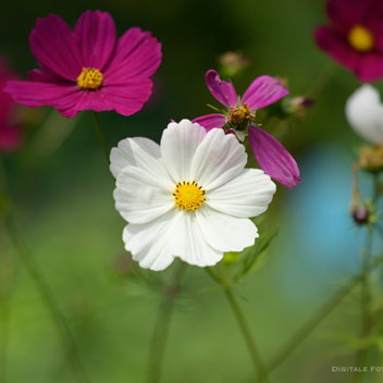 Wim top bloemen.jpg