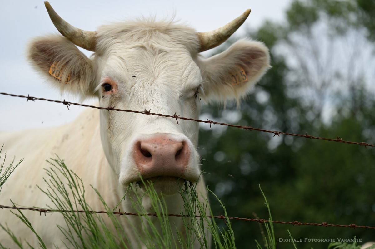 Marianne loves cows.jpg