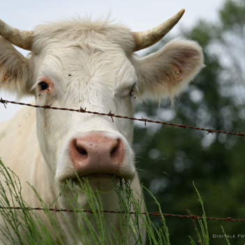 Marianne loves cows.jpg