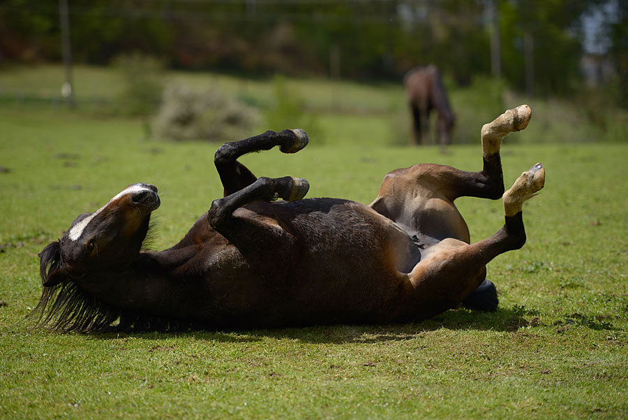 Arnaut-liggend-paard.jpg