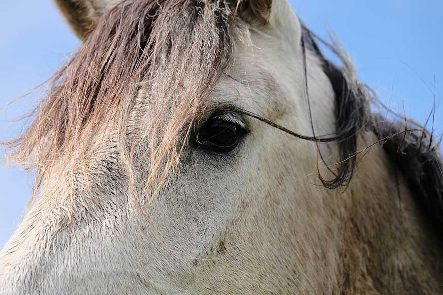 Nicole-kijkt-een-paard-in-de-ogen.jpg