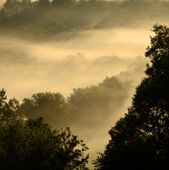 Jacco-burning-forrest.jpg