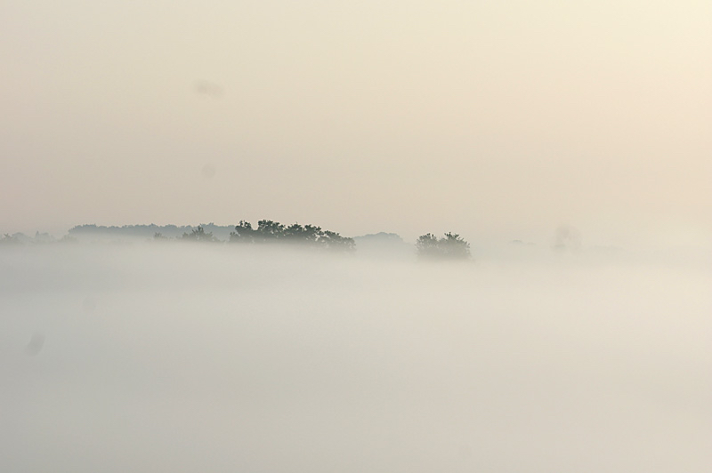 Tonnis-gorillas-in-de-mist.jpg