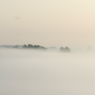 Tonnis-gorillas-in-de-mist.jpg