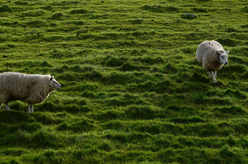 Jacques-minder-frisse-schapen.jpg