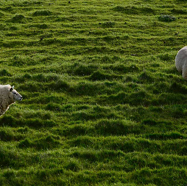 Jacques-minder-frisse-schapen.jpg