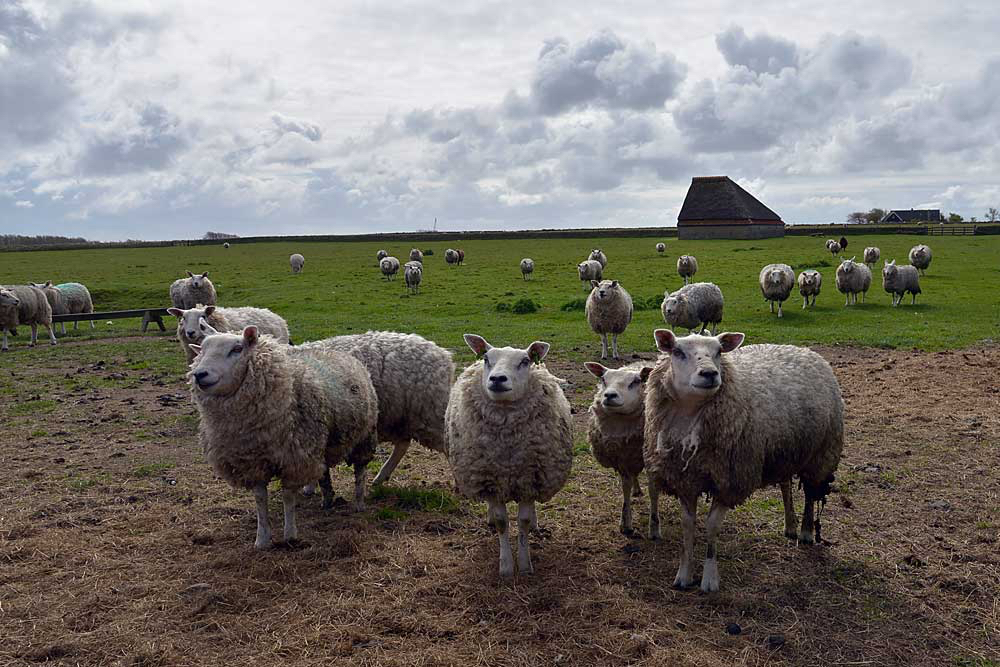 Klaas-kudde-schapen.jpg