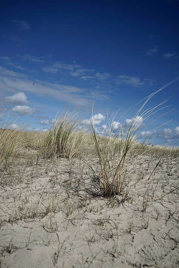 Margot-texelse-duinen.jpg