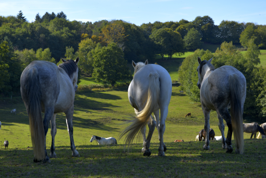 Marina de paarden keken.jpg