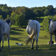 Marina de paarden keken.jpg