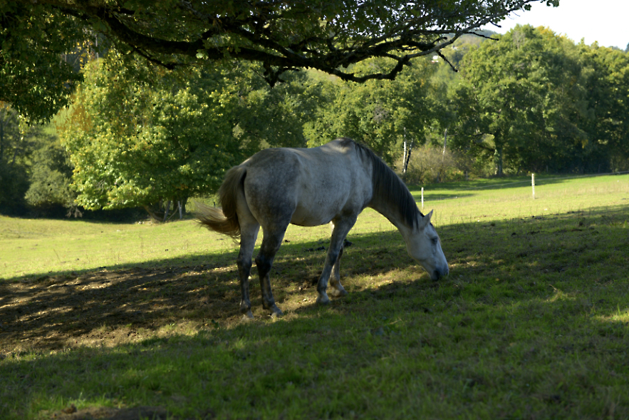 Marina genuanceerd paard.jpg