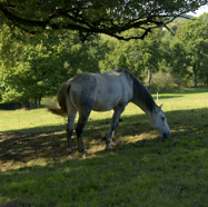 Marina genuanceerd paard.jpg