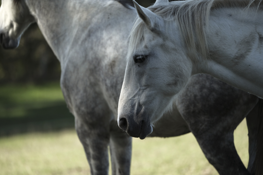 Fer subtiele paarden.jpg