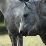 Fer subtiele paarden.jpg