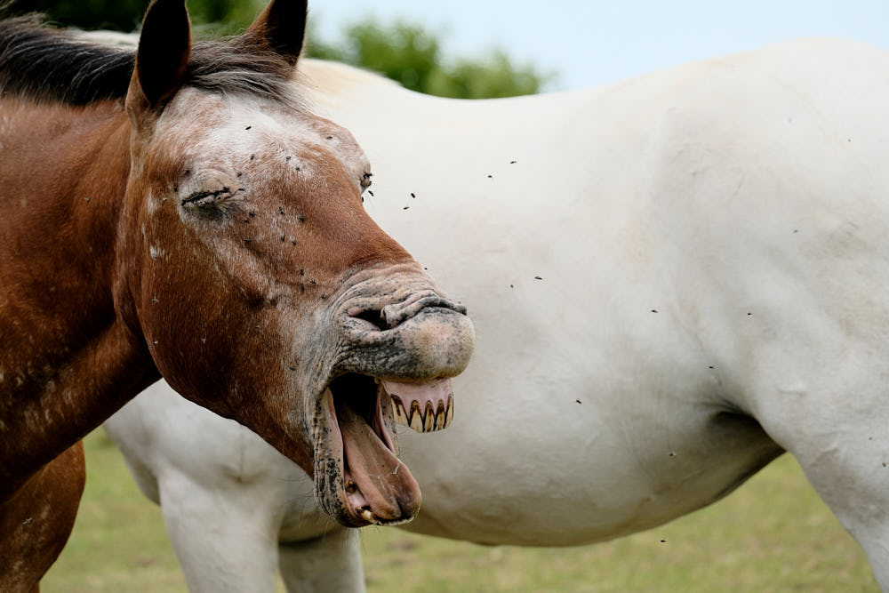 Saskia laat hem lachen.jpg