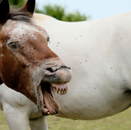 Saskia laat hem lachen.jpg