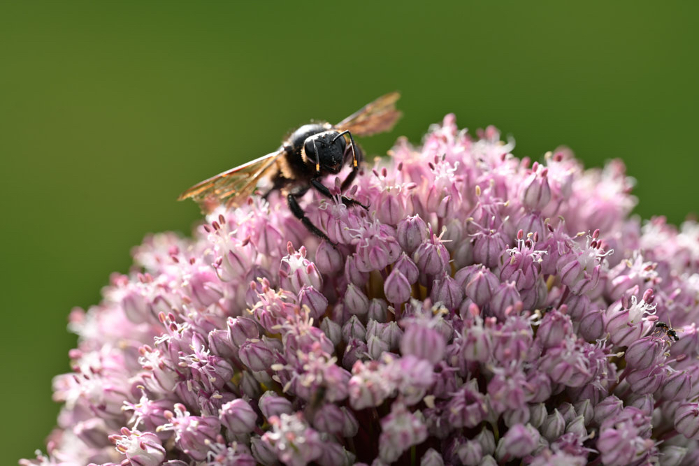 Fer 105mm S lens Nikon macro.jpg