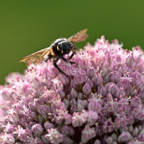 Fer 105mm S lens Nikon macro.jpg