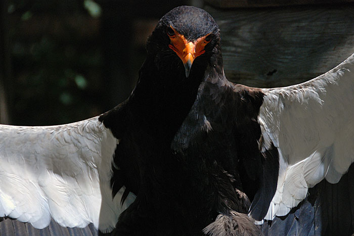 Vogels-Eva-spotvogel